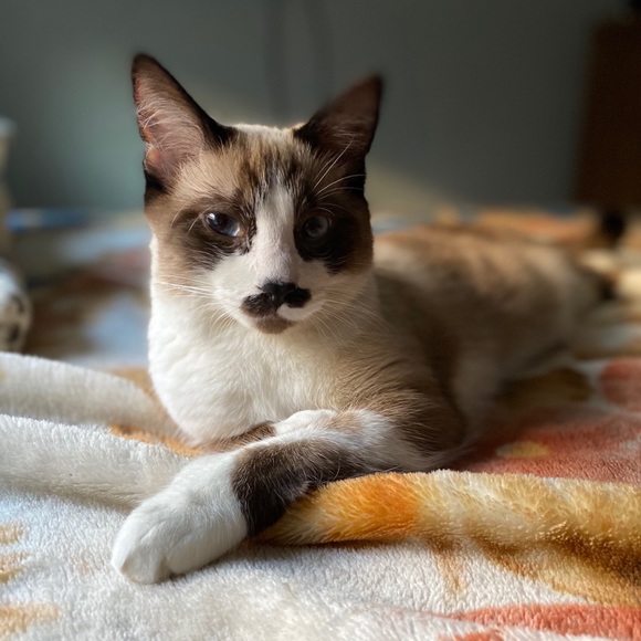 Meet your Posher, Daniel - Picture 1 of 1